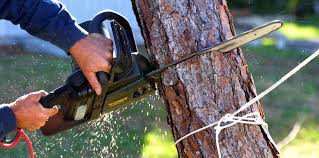 Best Tree and Shrub Care  in Prescott, AZ