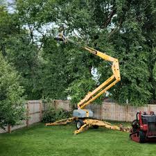 Best Grass Overseeding  in Prescott, AZ