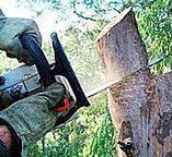 Trusted Prescott, AZ Tree Care Experts