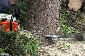 Best Seasonal Cleanup (Spring/Fall)  in Prescott, AZ