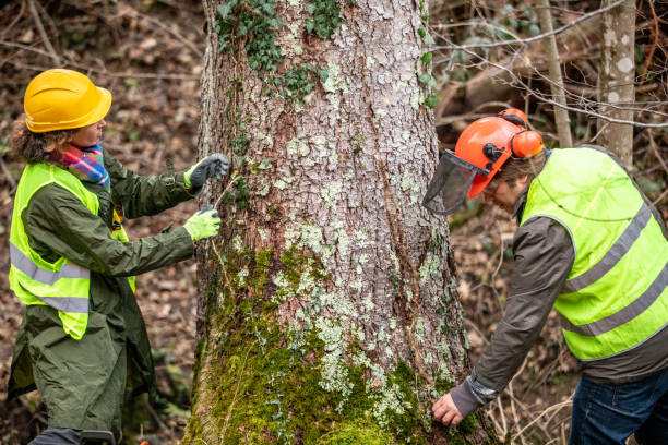 Best Tree Mulching  in Prescott, AZ