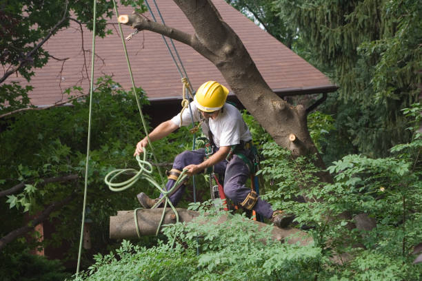 Best Lawn Irrigation Installation and Maintenance  in Prescott, AZ