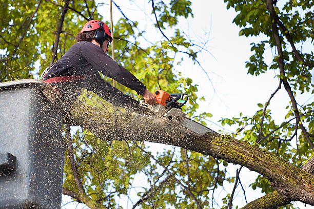 Best Hedge Trimming  in Prescott, AZ