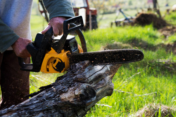  Prescott, AZ Tree Care Pros