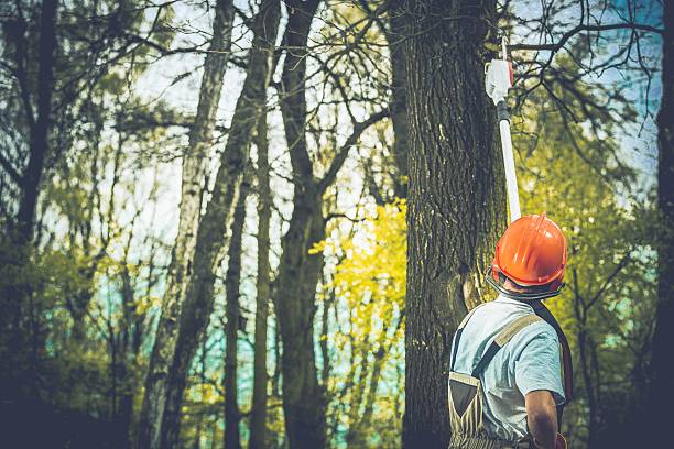 Best Soil Testing and Treatment  in Prescott, AZ