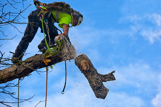 Best Pest Control for Lawns  in Prescott, AZ